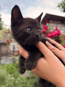 Чорне кошенятко в добрі руки