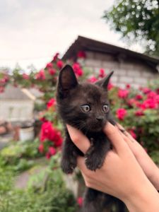 Чорне кошенятко в добрі руки