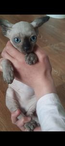 Чистокровный канадский сфинкс, мальчик 3 месяца