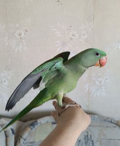 Малыш Александрийского попугая