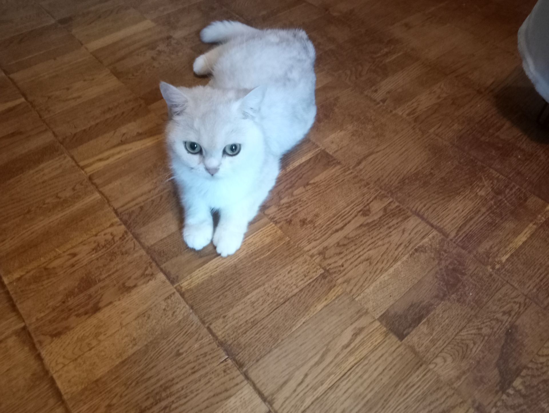 Британская короткошёрстная кошечка