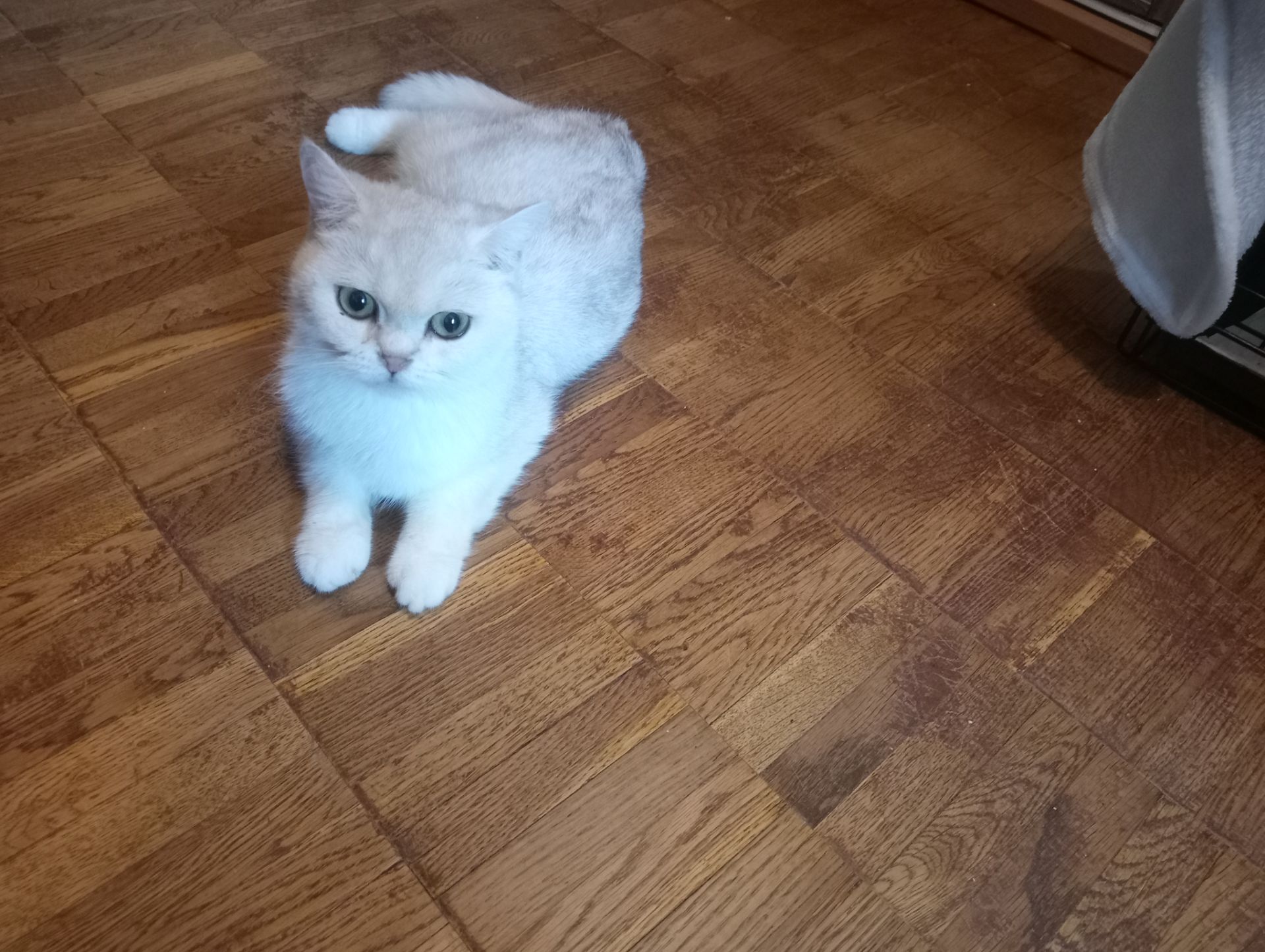 Британская короткошёрстная кошечка