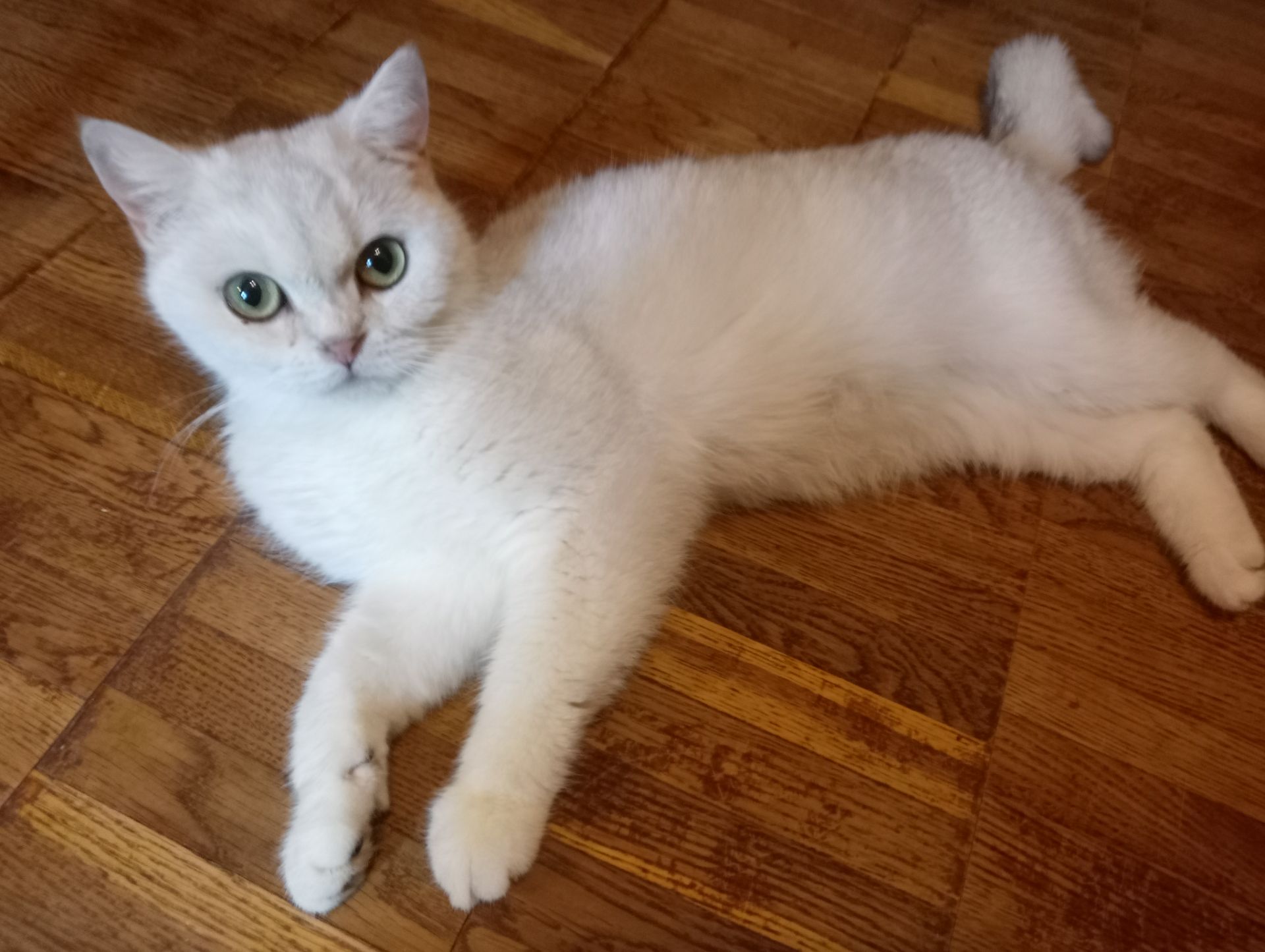 Британская короткошёрстная кошечка