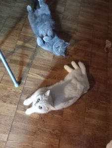 Британская короткошёрстная кошечка
