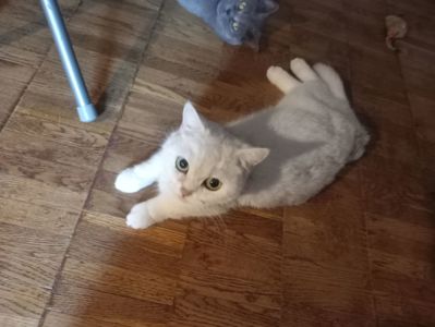 Британская короткошёрстная кошечка