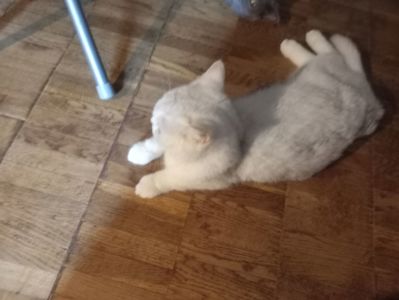 Британская короткошёрстная кошечка