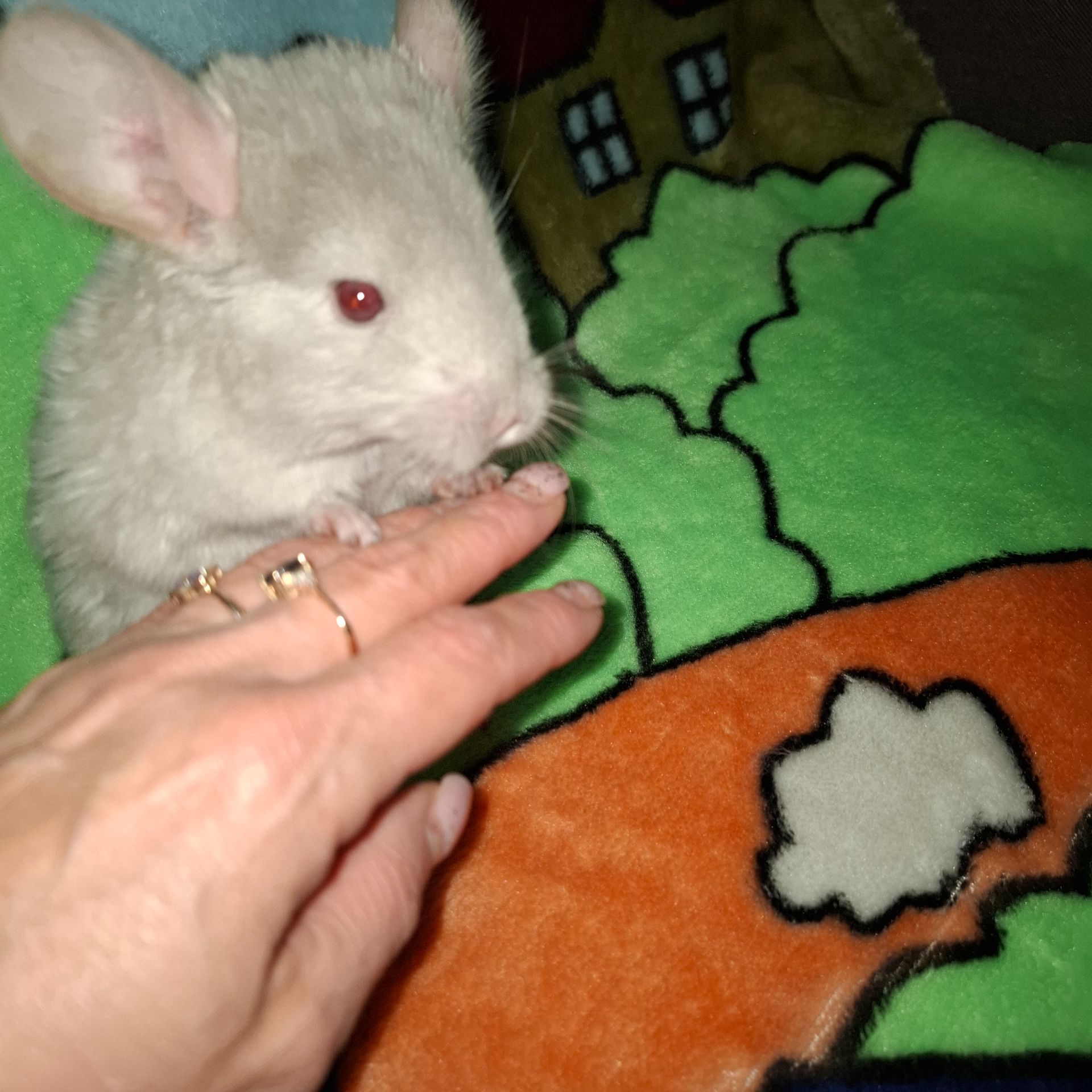 Шиншилла хлопчик 3 місяці