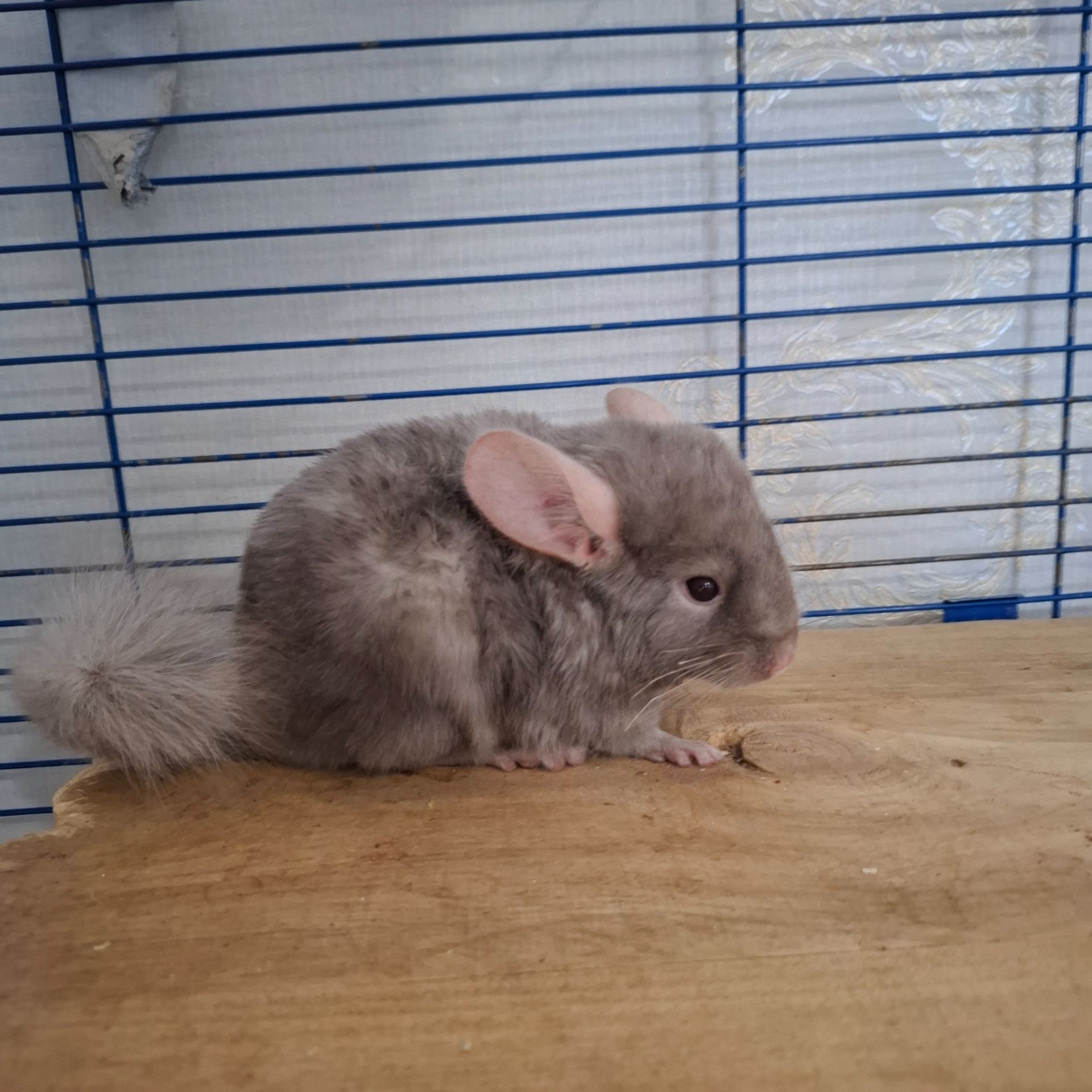 Шиншилла хлопчик 3 місяці