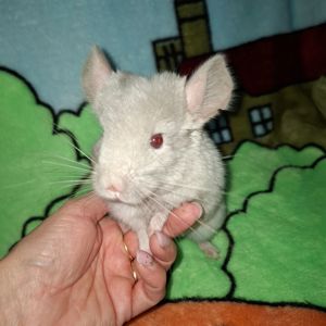 Шиншилла хлопчик 3 місяці