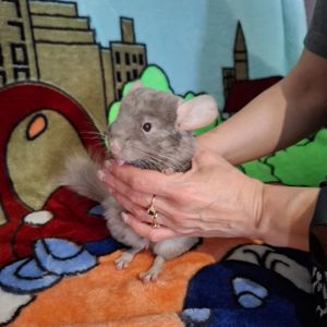 Шиншилла хлопчик 3 місяці
