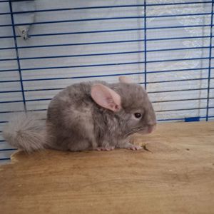 Шиншилла хлопчик 3 місяці