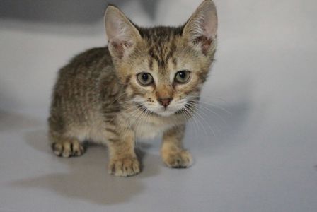 Вишенька, 2 місяці