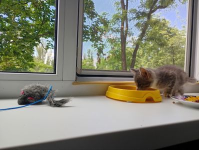 Донателло