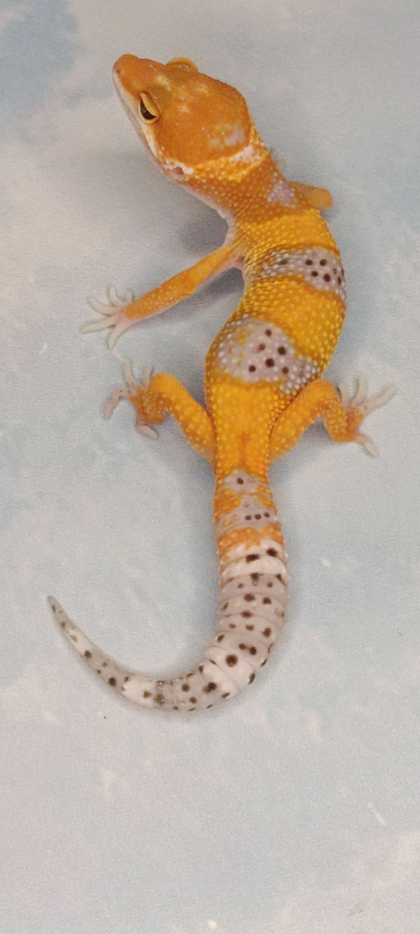 Малюки еублефара. Продаж