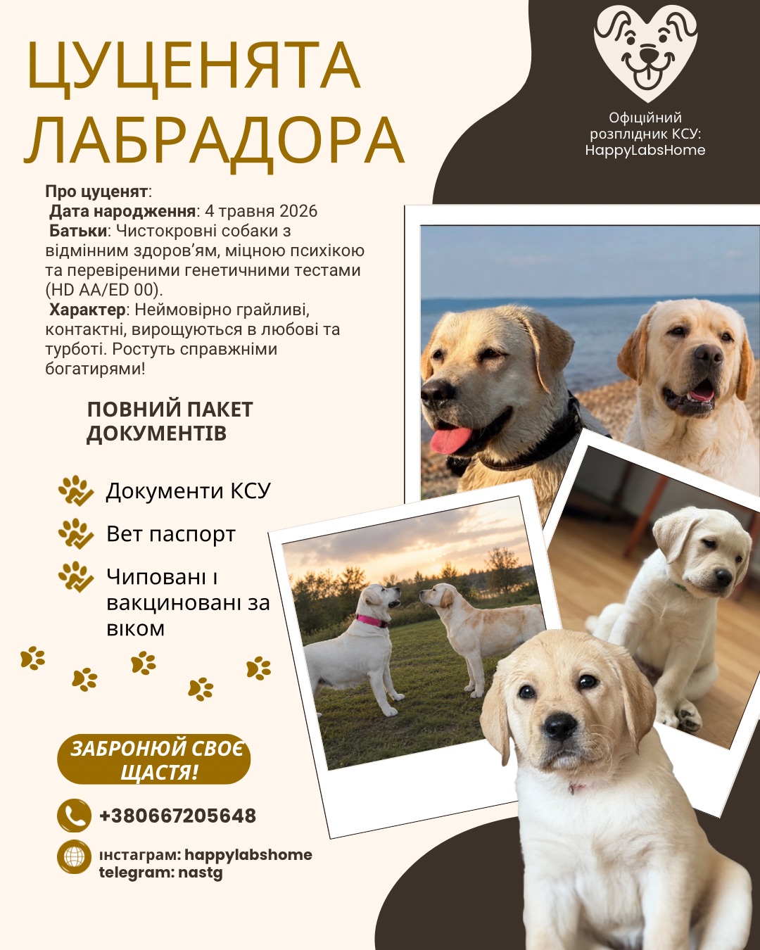 Цуценята лабрадора