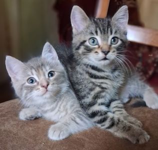 Чарівні британскі кошенята