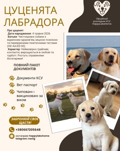 Цуценята лабрадора