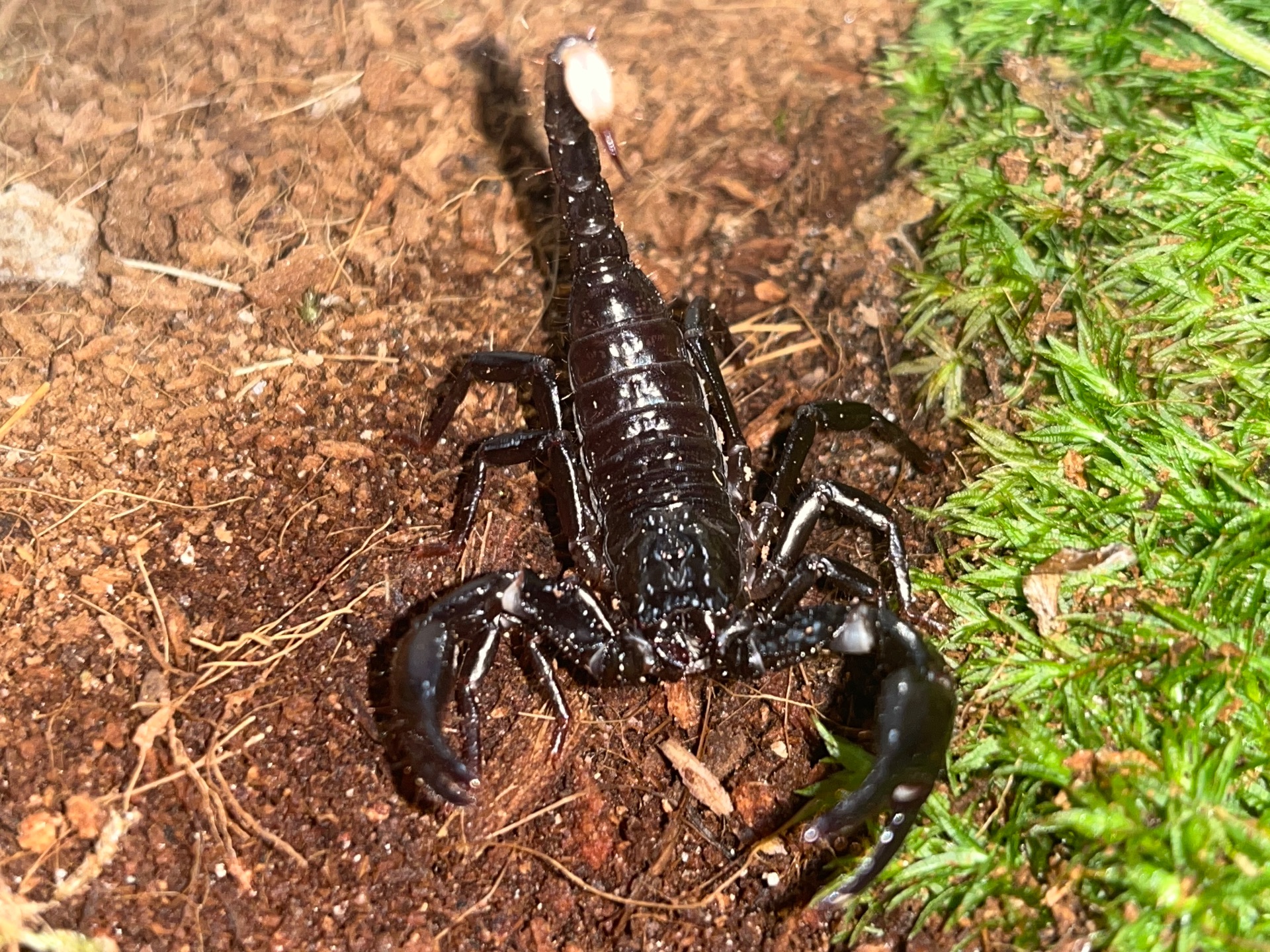 Скорпіон Heterometrus