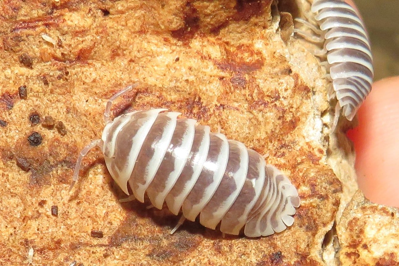 Мокриці Armadillidium, Armadillo