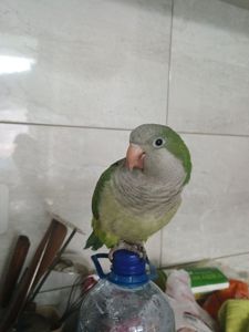 Ручний, розумний хлопчик