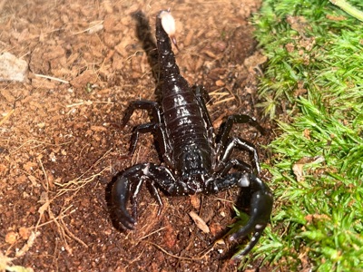 Скорпіон Heterometrus