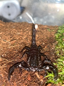 Скорпіон Heterometrus