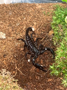 Скорпіон Heterometrus