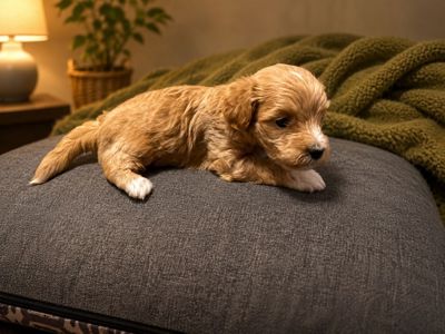 Милий хлопчик з найніжнішим характером