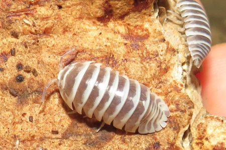 Мокриці Armadillidium, Armadillo