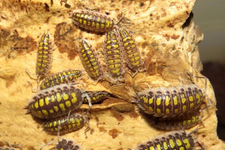 Мокриці Porcellio, Cristarmadillidium, Nesodillo
