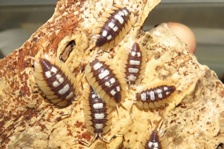 Мокриці Porcellio, Cristarmadillidium, Nesodillo
