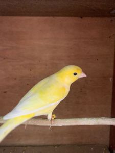 Класично співають канарки самці