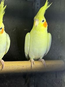 Корела папуга з чубчиком різні кольори