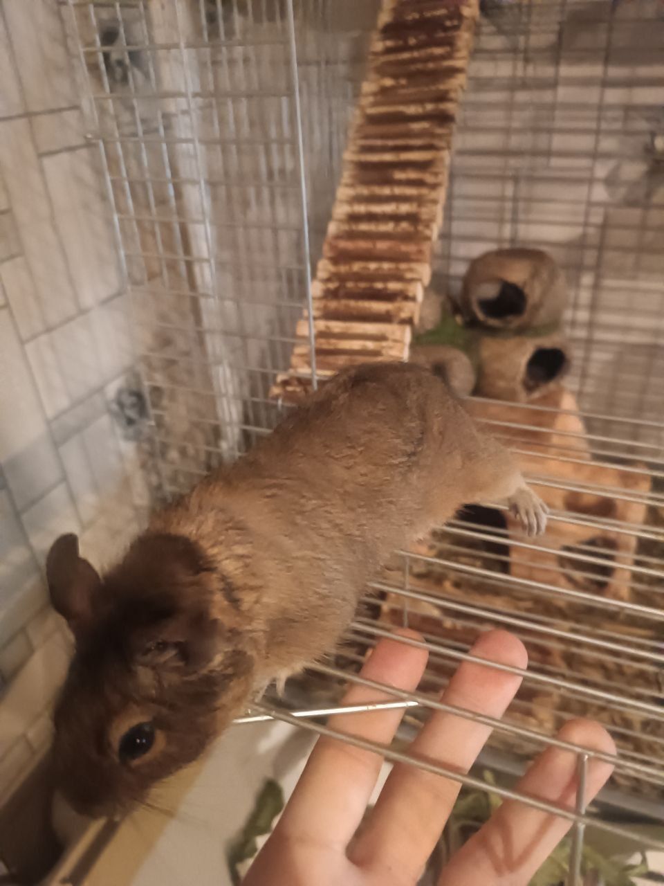 Білка Дегу