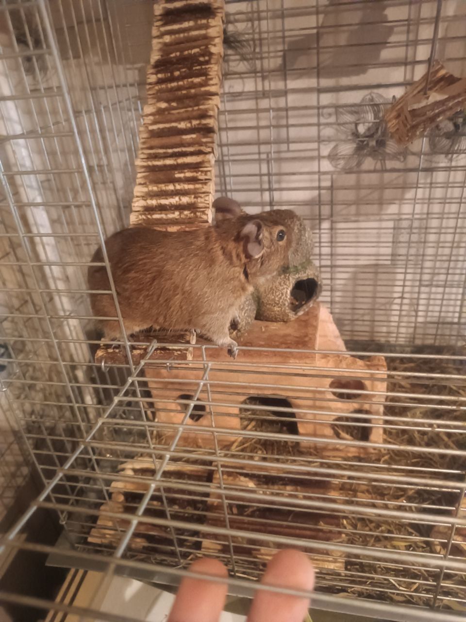Білка Дегу