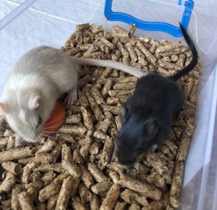 Піщанки