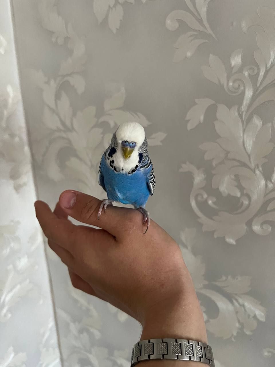 Продам полу чеха хлопчика розмовляючого!