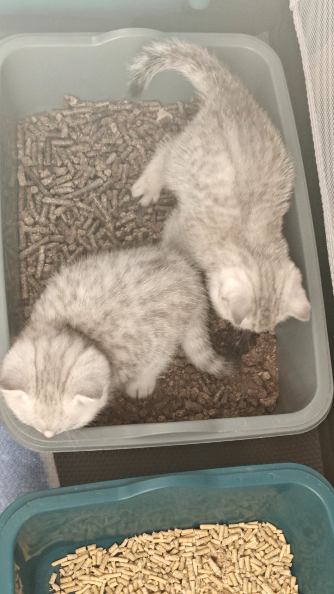 Котик Лакі і киця Луна