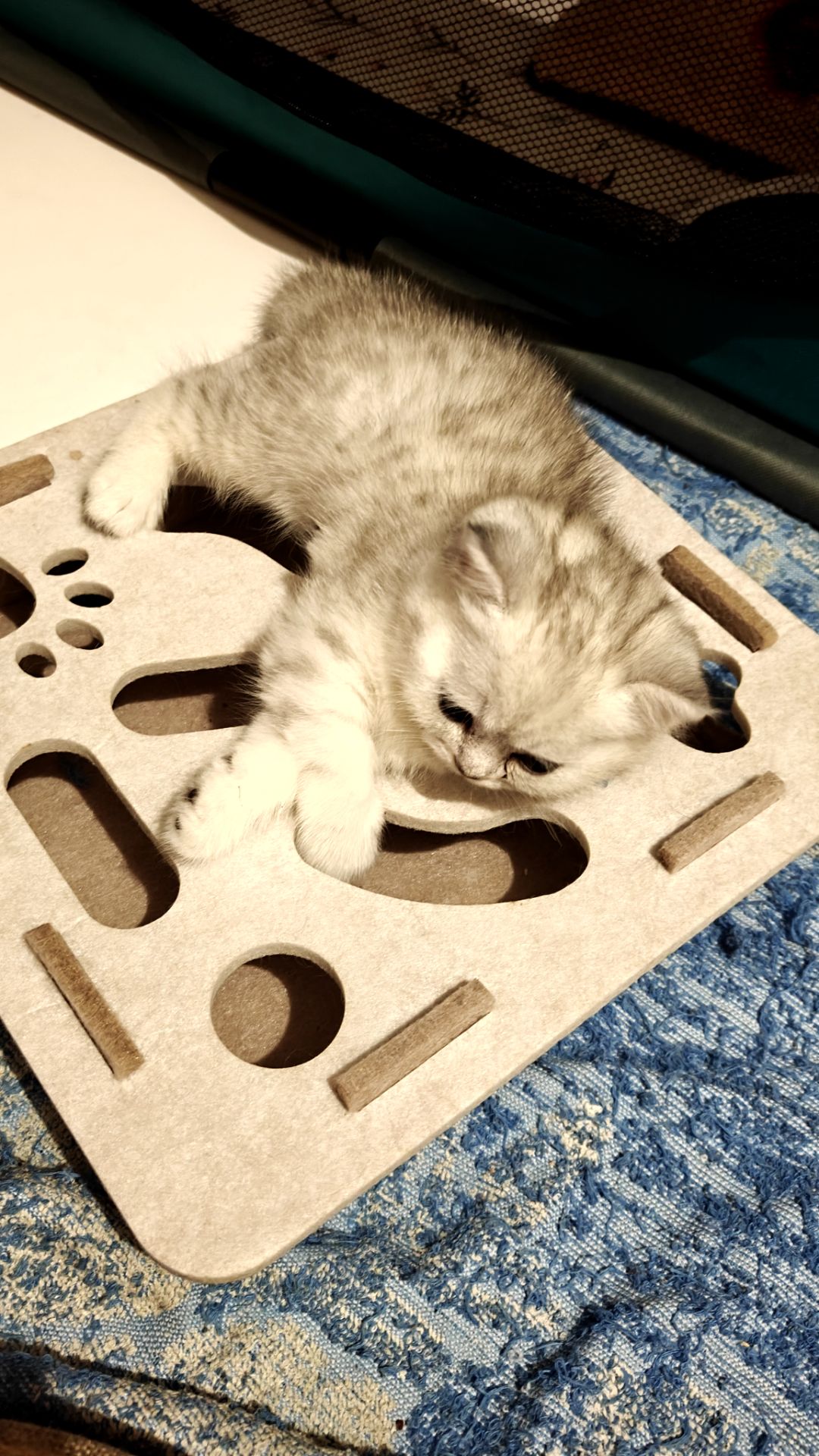 Котик Лакі і киця Луна