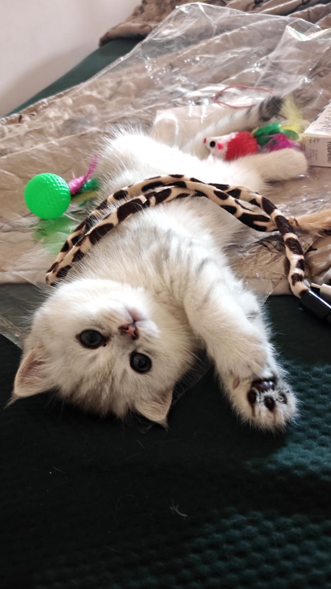Котик Лакі і киця Луна