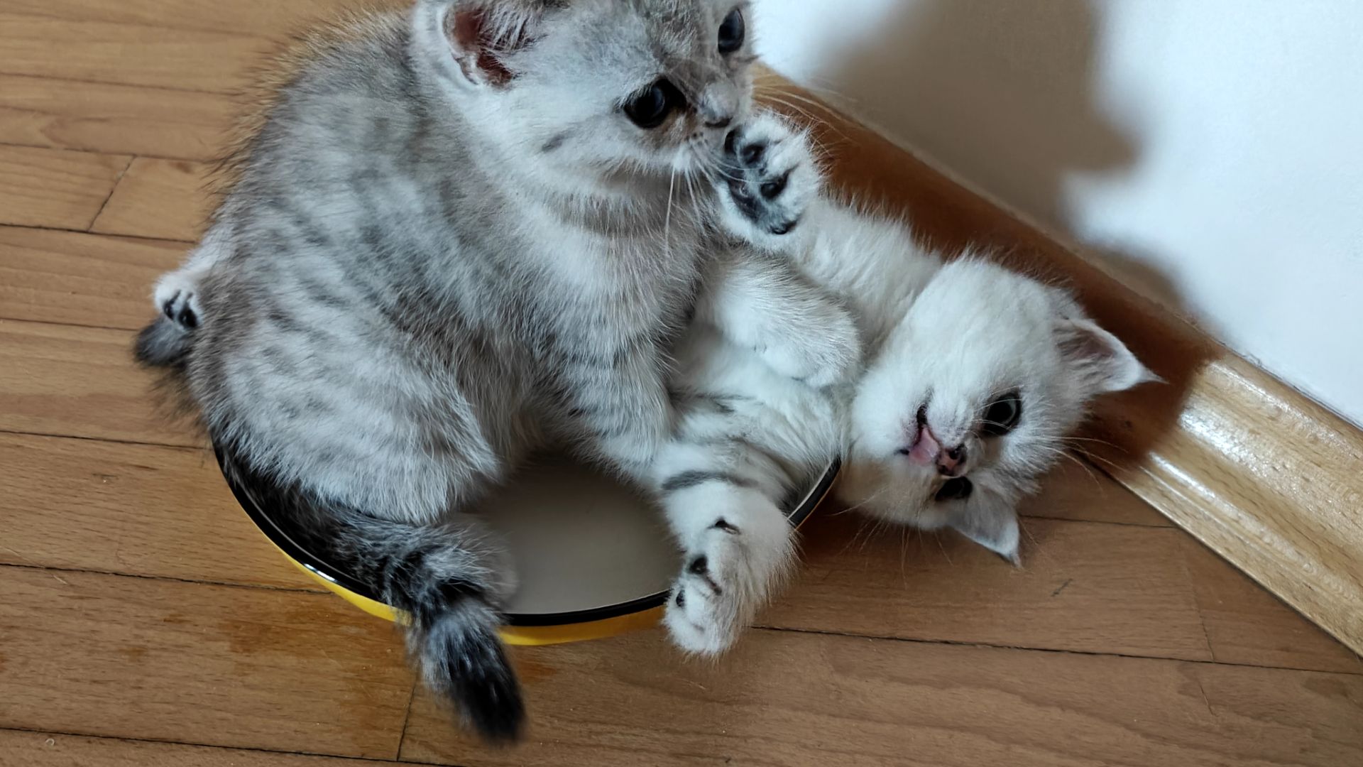 Котик Лакі і киця Луна