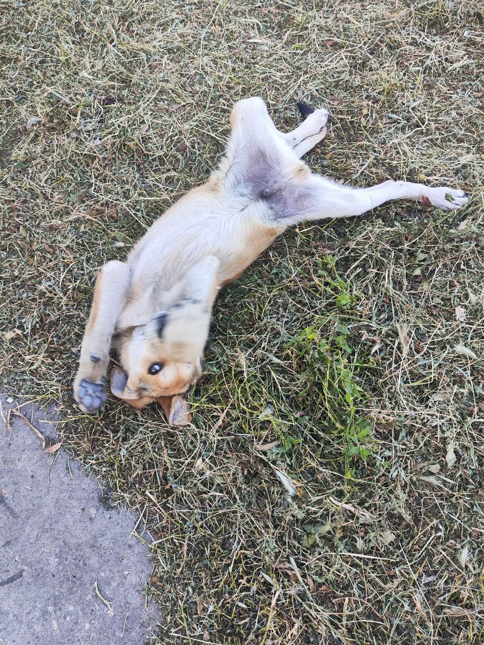 Цуценя в добрі руки