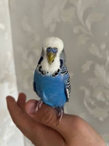 Продам полу чеха хлопчика розмовляючого!