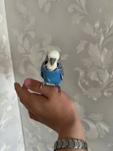 Продам полу чеха хлопчика розмовляючого!