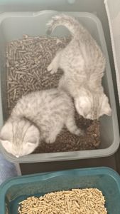 Котик Лакі і киця Луна