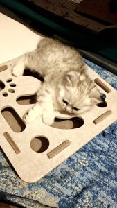 Котик Лакі і киця Луна