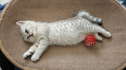 Котик Лакі і киця Луна