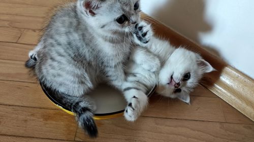 Котик Лакі і киця Луна