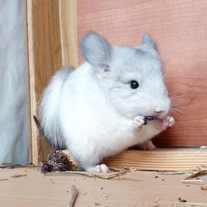 Маленькая самочка шиншиллы Белая сапфир эбони носительница ангоры
