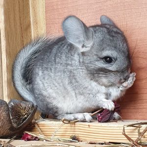 Маленькая самочка шиншиллы Стандарт носительница ангоры и эбони
